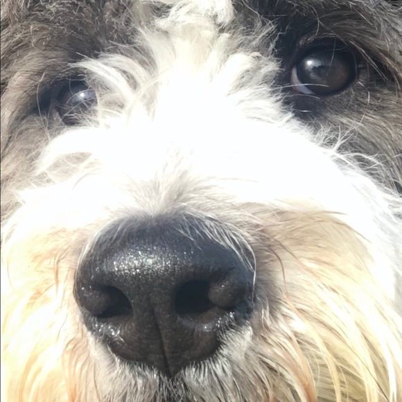 Meet your Posher, Robin - Picture 1 of 1